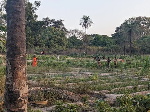 Community allotments at the Lendem site