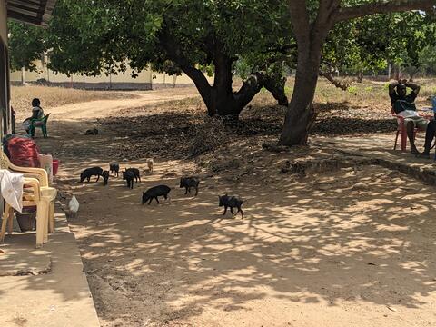 Resident piglets