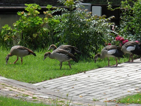 There were Egyptian geese everywhere