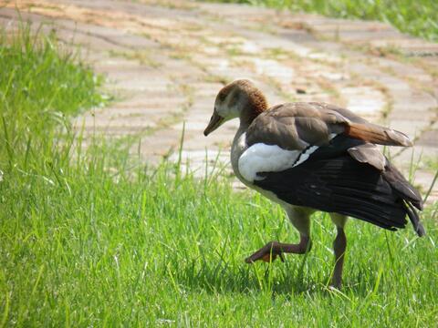 One of many Egyptian geese on site