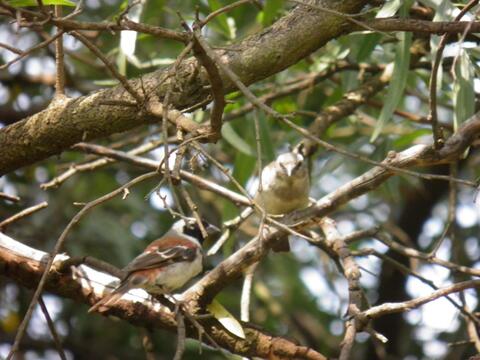 Cape sparrows at eMseni