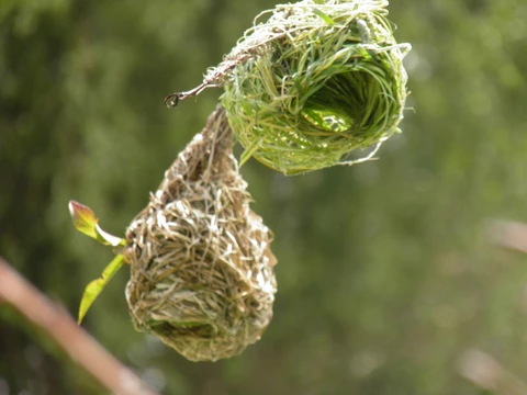 Masked weaver nests hanging from the trees