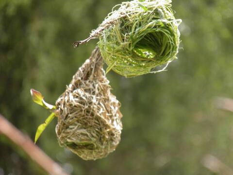 Masked weaver nests hanging from the trees