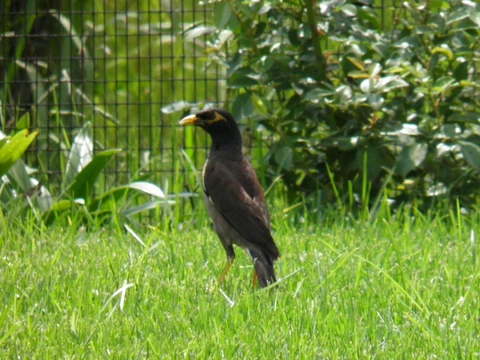 Myna bird