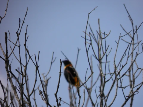 Bright orange orioles were hard to photograph!