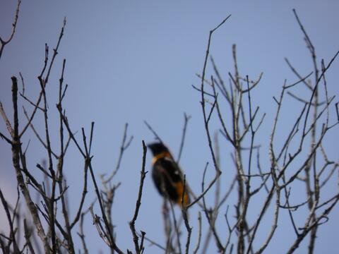 Bright orange orioles were hard to photograph!