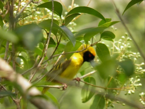 There were dozens of southern masked weavers on site