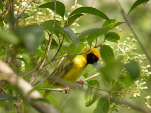 There were dozens of southern masked weavers on site