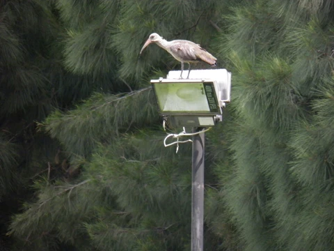White ibis perched on a floodlight
