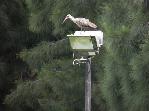 White ibis perched on a floodlight