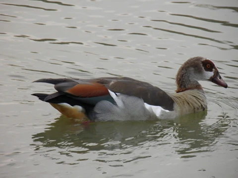 Adult Egyptian goose on the eMseni lake 