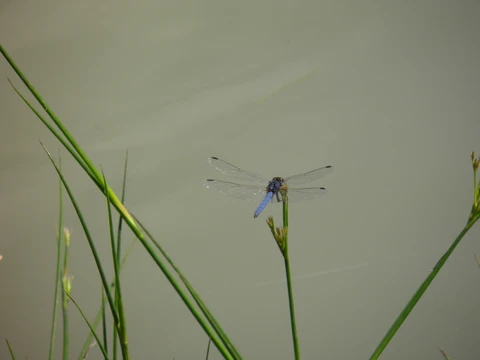 Blue dragonfly on the eMseni lake