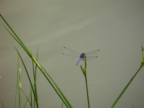 Blue dragonfly on the eMseni lake