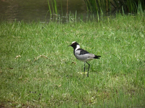 Blacksmith lapwing at eMseni