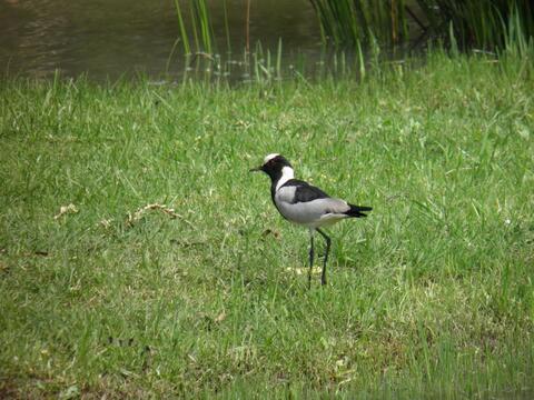 Blacksmith lapwing at eMseni