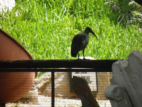 Hadada ibis were a common site, and very noisy