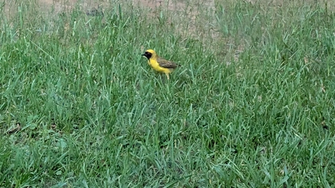 Southern masked weaver seen from the training room