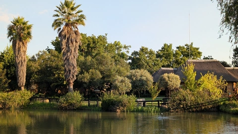 View of fan palms over the eMseni lake
