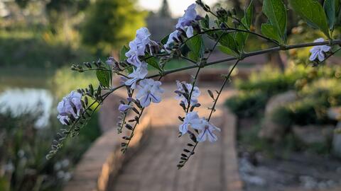 Southern star flowers at eMseni