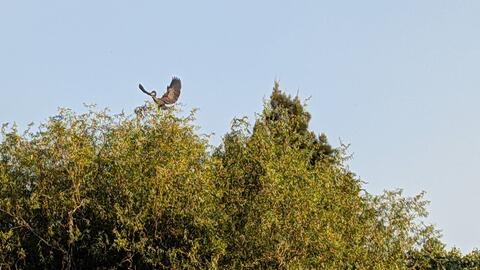 Hadada ibis landing in treetop