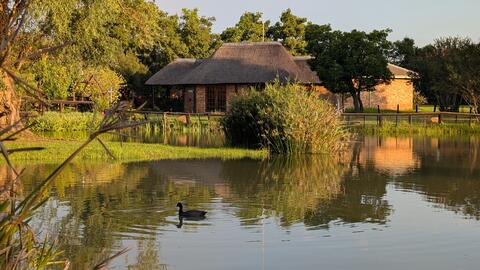 Coot swimming on eMseni lake