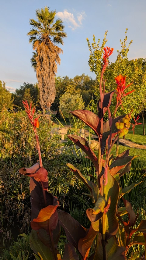 Fan palms and canna lilies at eMseni