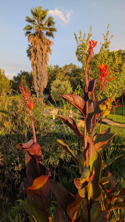 Fan palms and canna lilies at eMseni
