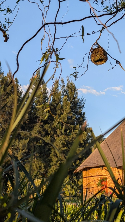 Masked weaver nest with chapel in the background