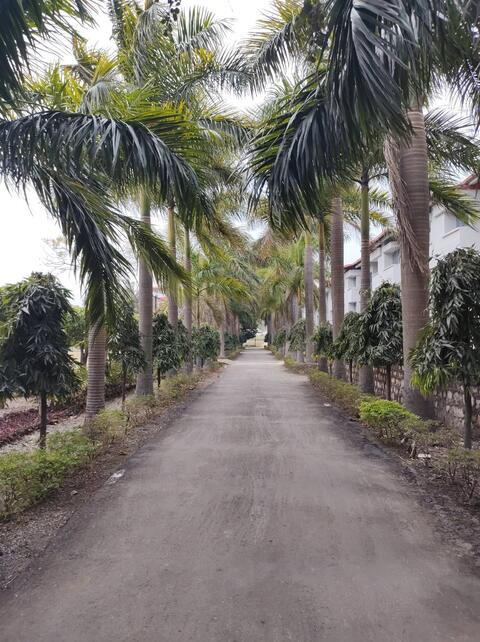 Palms line the road in