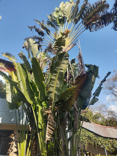 Banana tree