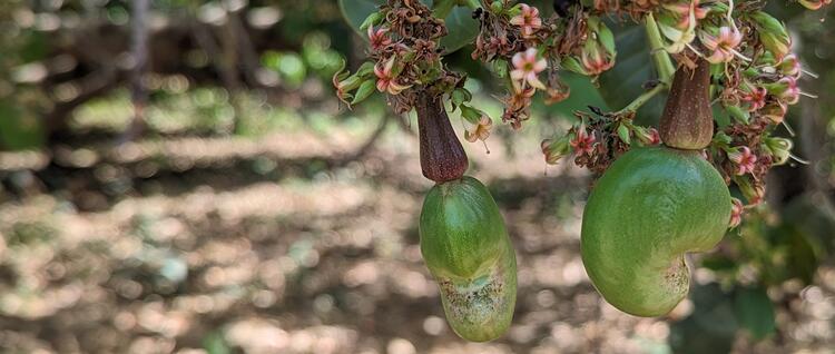 Guinea-Bissau Banner