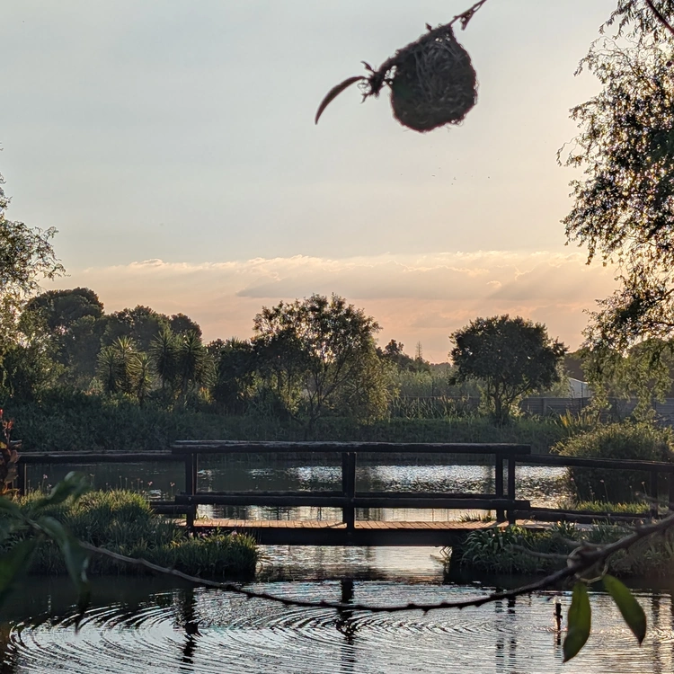 View across lake at eMseni with yellow weaver nest
