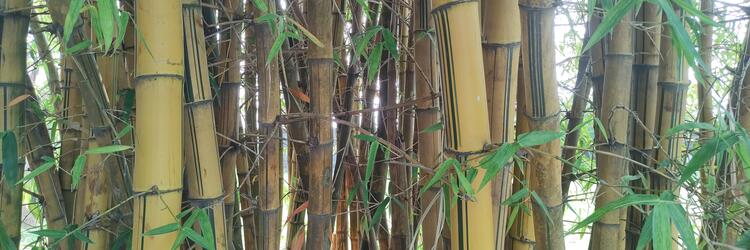 bamboo