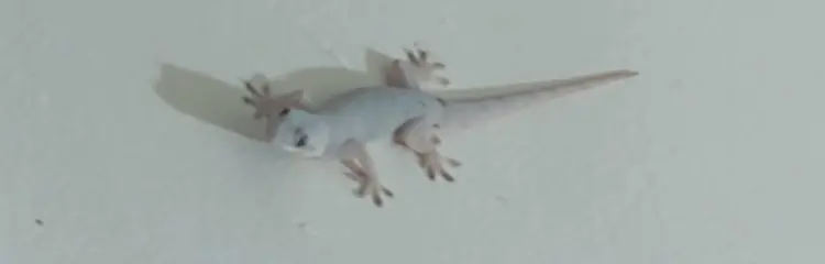 gecko
