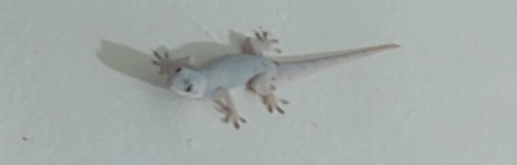 gecko