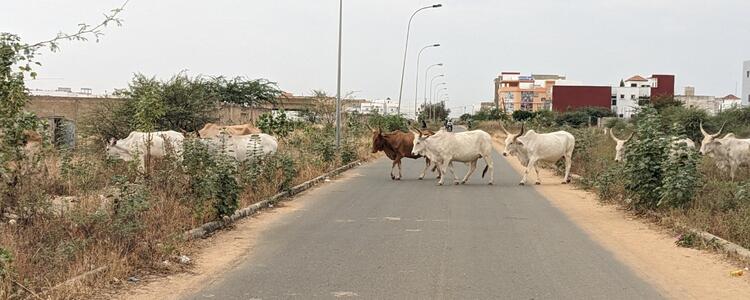 Cows crossing the road by the training centre
